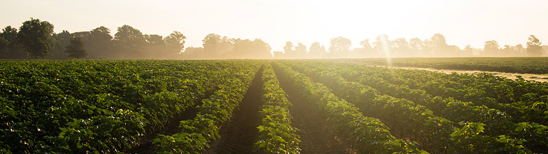 Mississippi delta rows of crops at sunrise