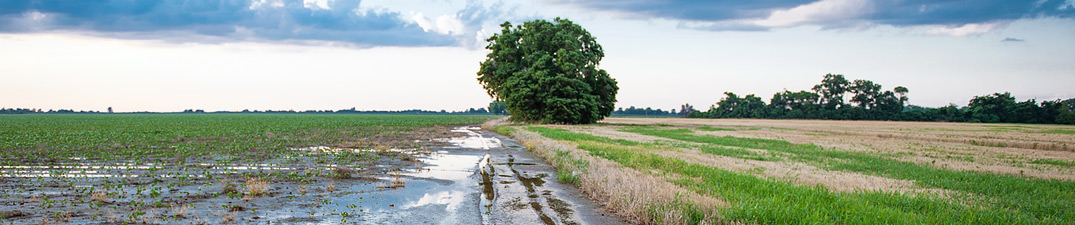 scenic panoramic of Mississippi delta