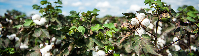 Mississippi delta cotton